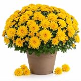 Yellow Mum Plant Live for Planting, 4-6 Inches Tall, Yellow Flowering Chrysanthemum Starter Plant, Garden Mum for Indoor, Outdoor Garden, No Pot