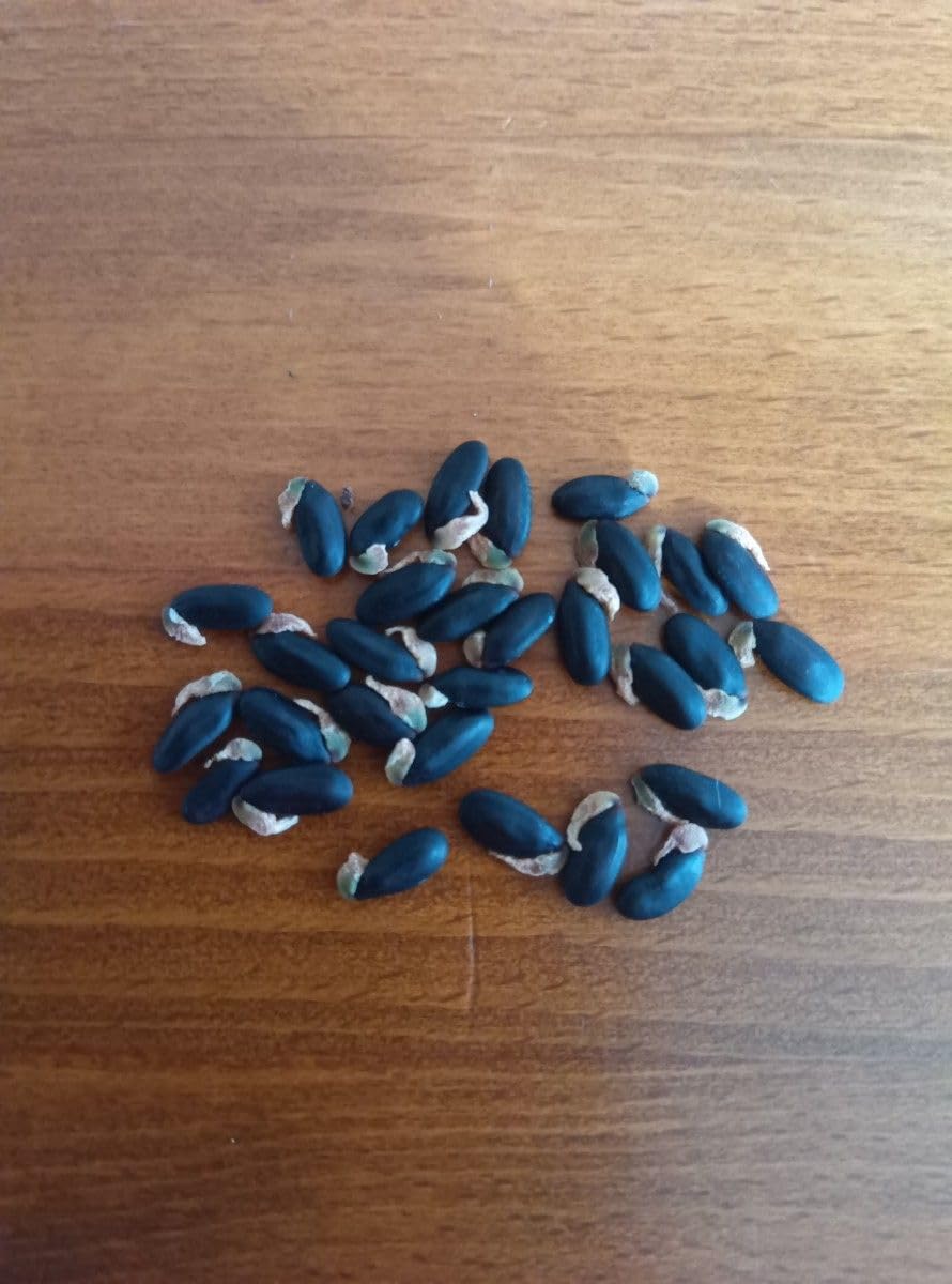 Amazon.co.jp: ミモザ アカシア （銀葉アカシア）種 30粒 : DIY