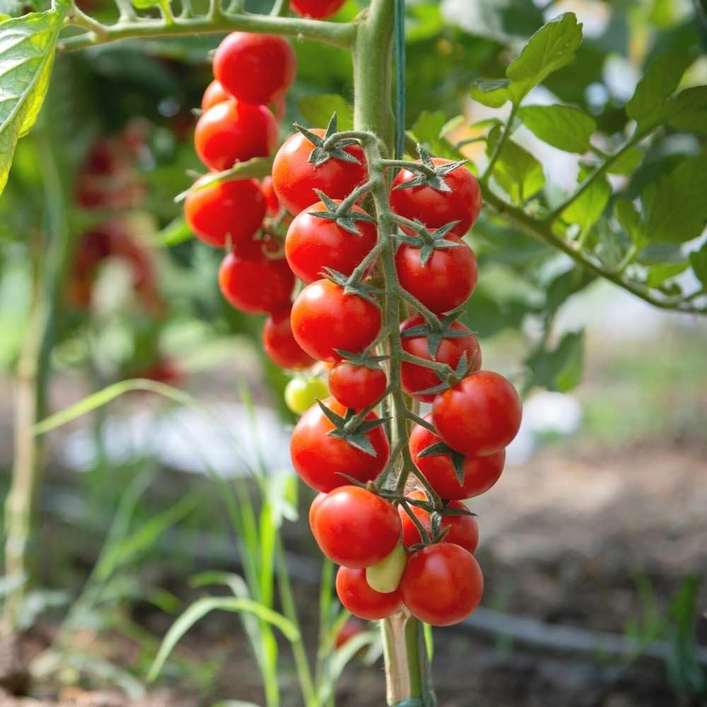 JIGNISHA SEEDS Red Cherry Tomato Vegetable Seeds for Rainy Season Seeds Pack Of 50 (B0D6MT72Z3) Amazon Price History, Amazon Price Tracker