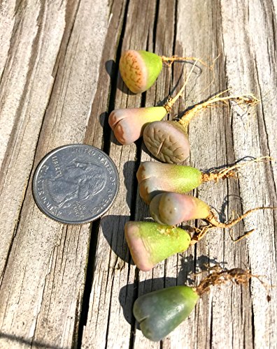 Pack Of 20 Live Small Exotic Lithops Plant One Year Old Seedlings Perfect For Lithops Starter Great Terrarium Addition (Pack Of 20 Seedlings) #TOP4