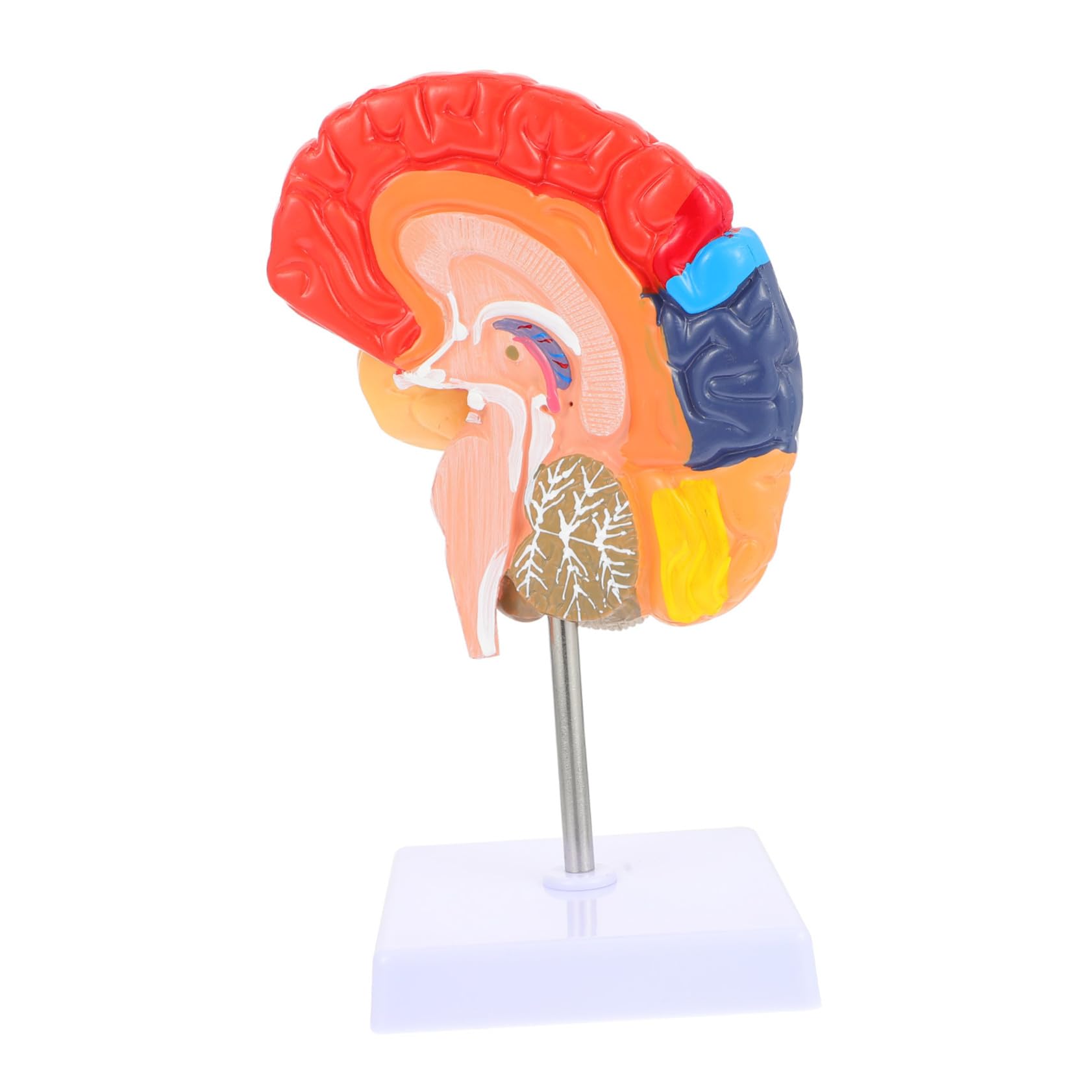 Modello Anatomico in Didattico e Realistico con Colori per Scuole Laboratori Medica