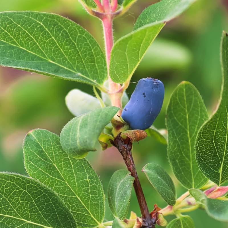 Live Blue Haskap Honeyberry Plant, 4 to 6 Inch Tall Honeyberry Haskap Plant Live, Honeyberries Haskap Bush Plant, Live Haskap Plant for Outdoor Garden