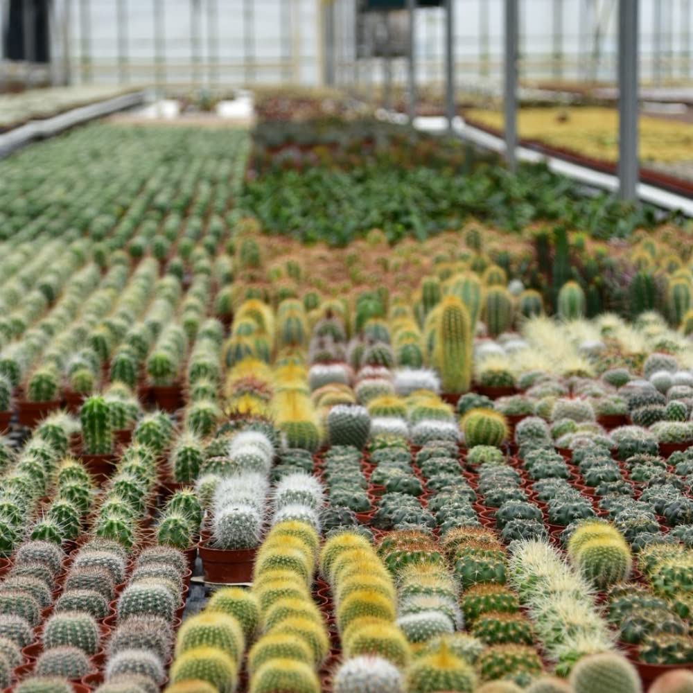 kaktus echinocactus White Barrel Cactus 'Echinocactus grusonii albispinus' 6
