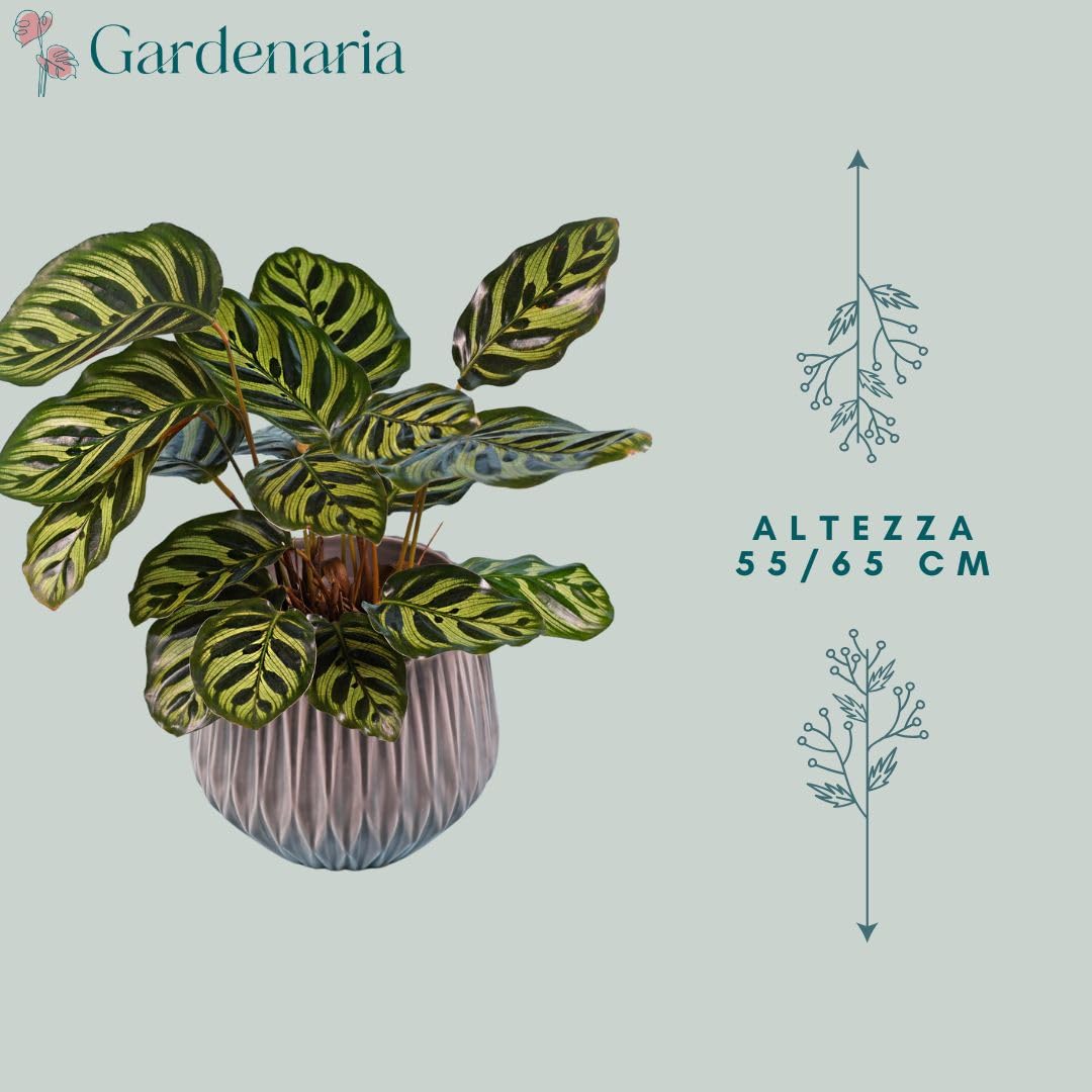 Calathea ‘Makoyana’ – Pianta da interno vera, pianta tropicale ornamentale, vaso da 17 cm, foglie decorate effetto pavone (65 cm)