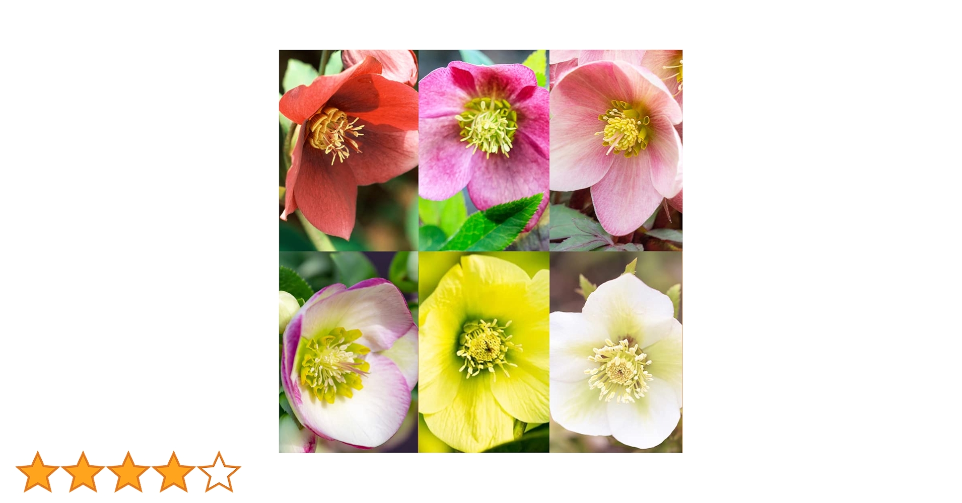 Amazon.co.jp: クリスマスローズ 