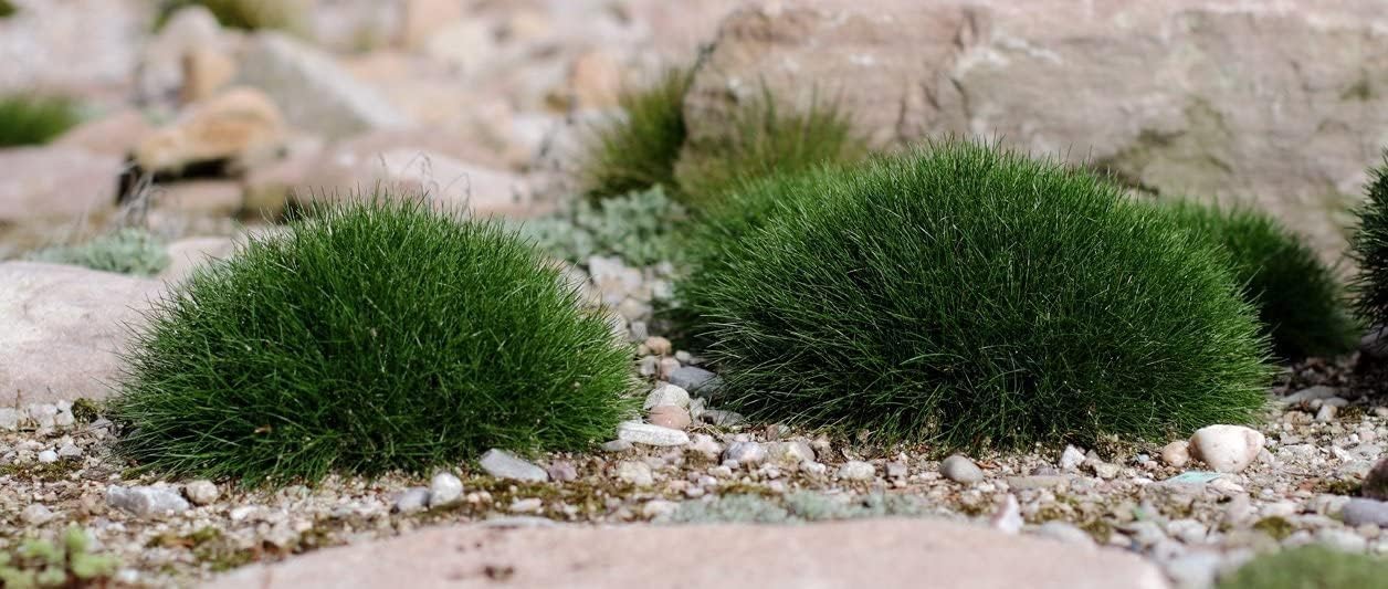 Stauden Gänge 25 x Festuca gautieri 'Pic Carlit' Bärenfellgras winterhart