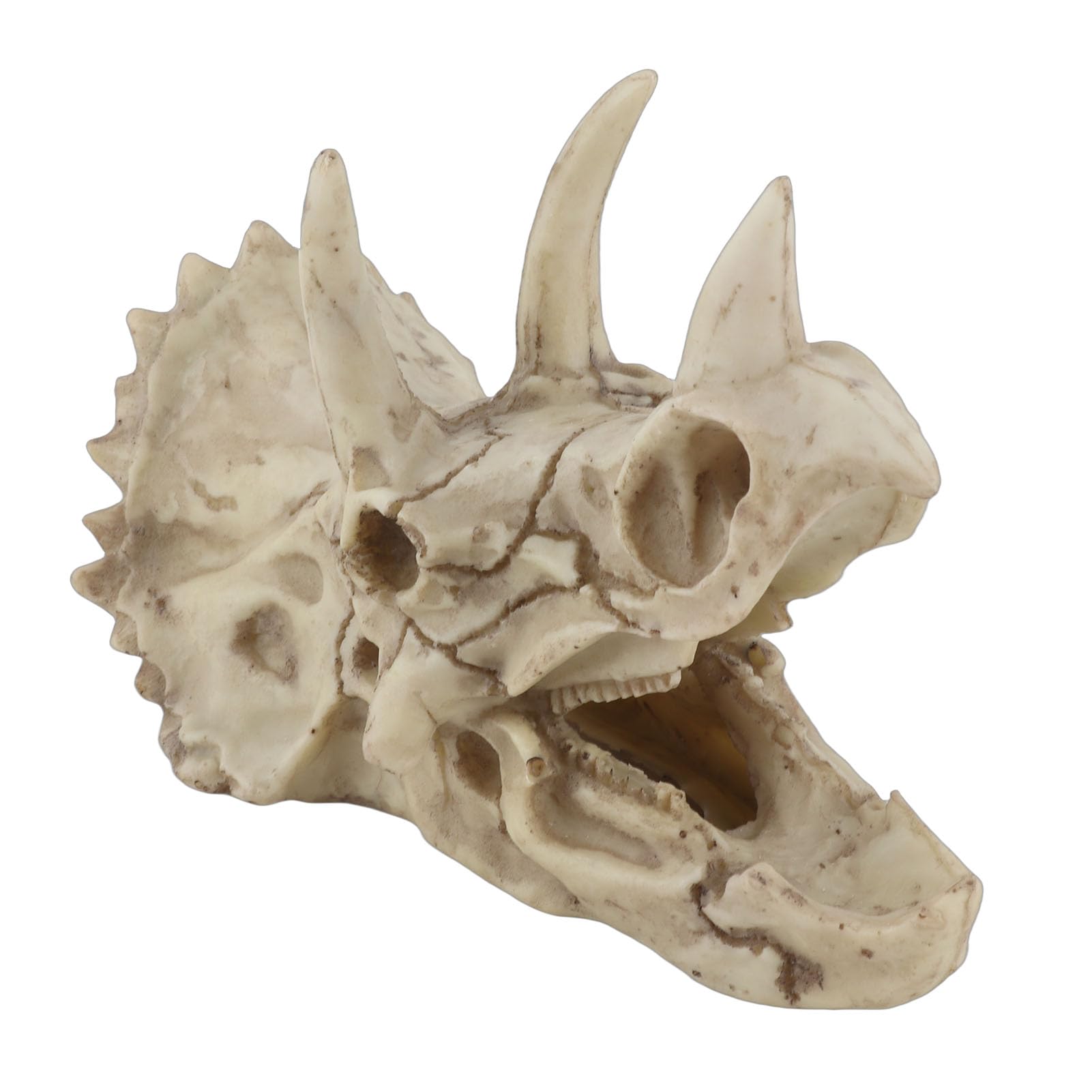 Fdit Resin Dinosaur Triceratops Imitation Skull Model Simulated Skeleton Home Office Display Display Craft Decorative Box Decoration