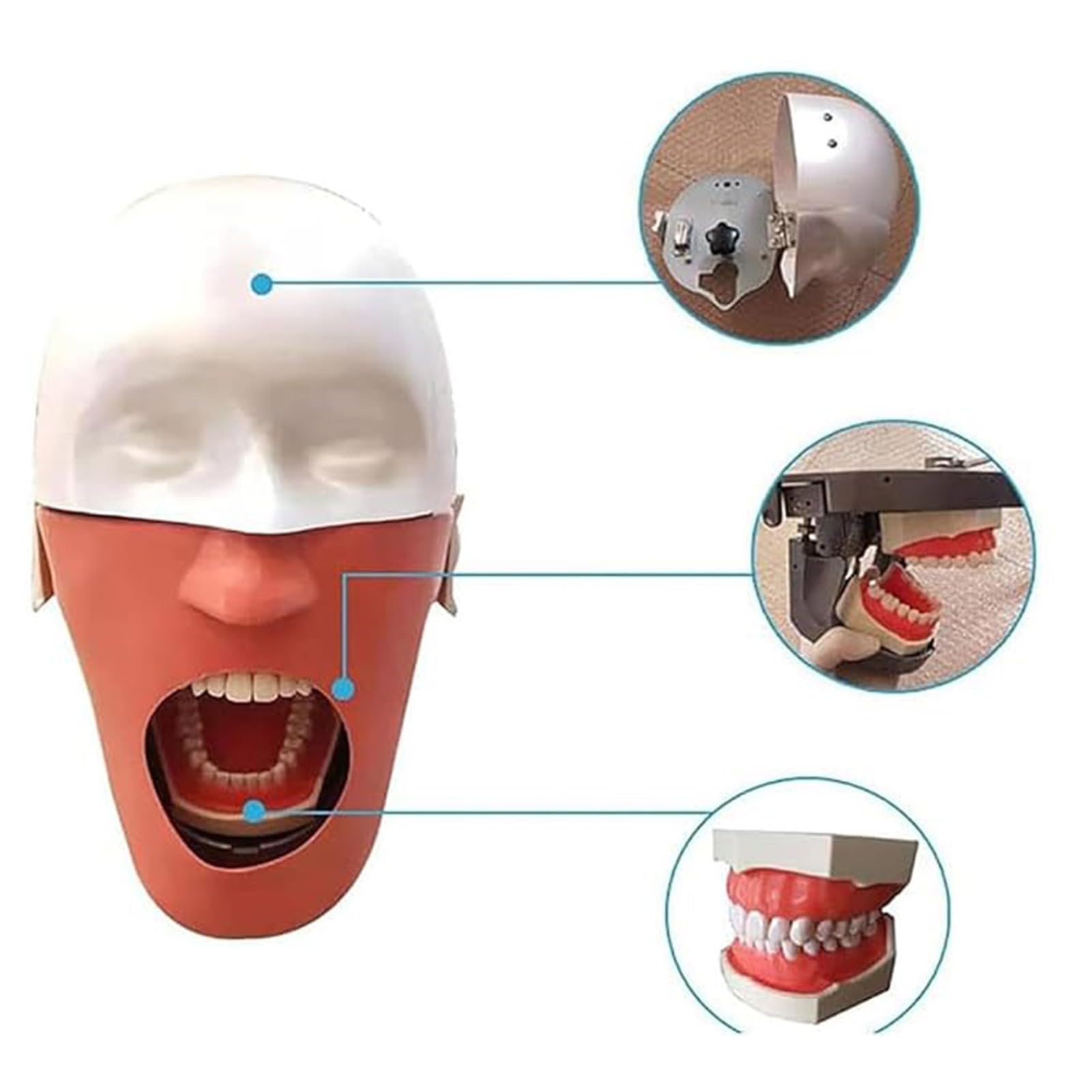 Dentalsimulator, Phantomkopf-Training, orales Dentalsimulationskopfmodell für die Ausbildung an Zahnschulen, praktische Demonstration mit Trainingshalterung A