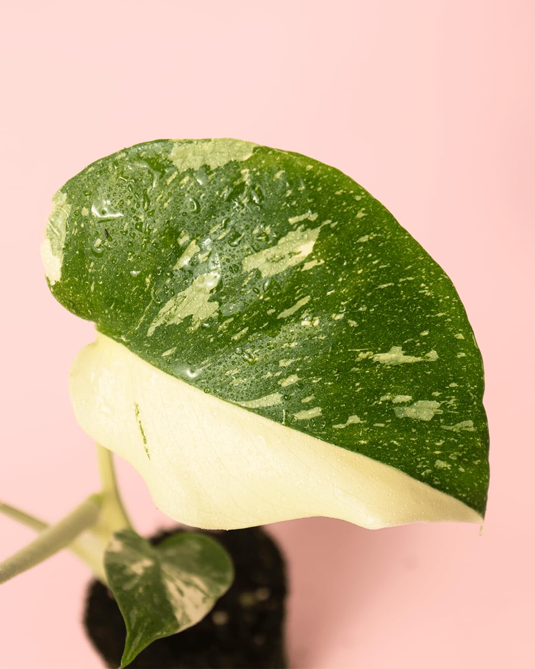 PUR PLANT Monstera Thai Constellation Mini | Monstera Planta Natural de Interior | Variegada y Exclusiva | Maceta de Ø 6 cm