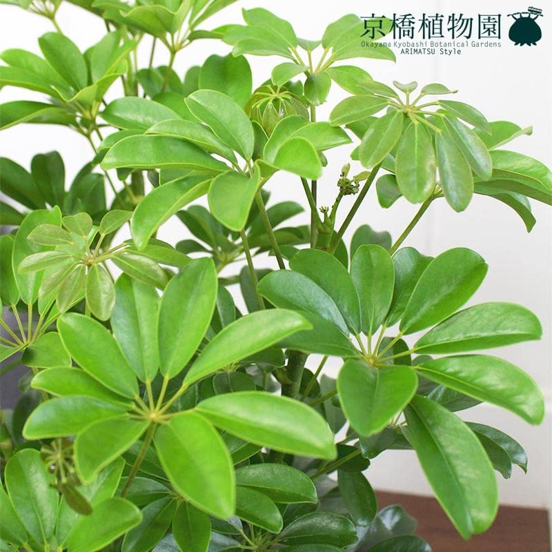 シェフレラ　カポック　8号　1m 幹ゴリシェフレラ Amazon｜シェフレラ グリーン 8号 （ホンコンカポック