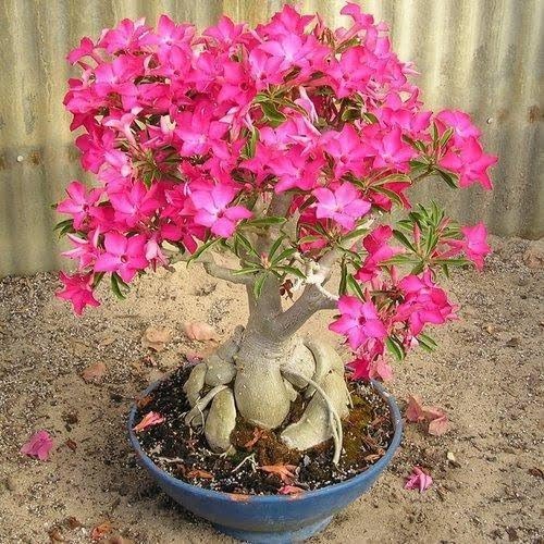 Image of Adenium Live Plant with Pot | Desert Rose Flowering Bonsai Plant for Home Garden Balcony | Beautiful Ornamental Flower Plant for Indoor Outdoor Decoration a€ inch Pack of 1