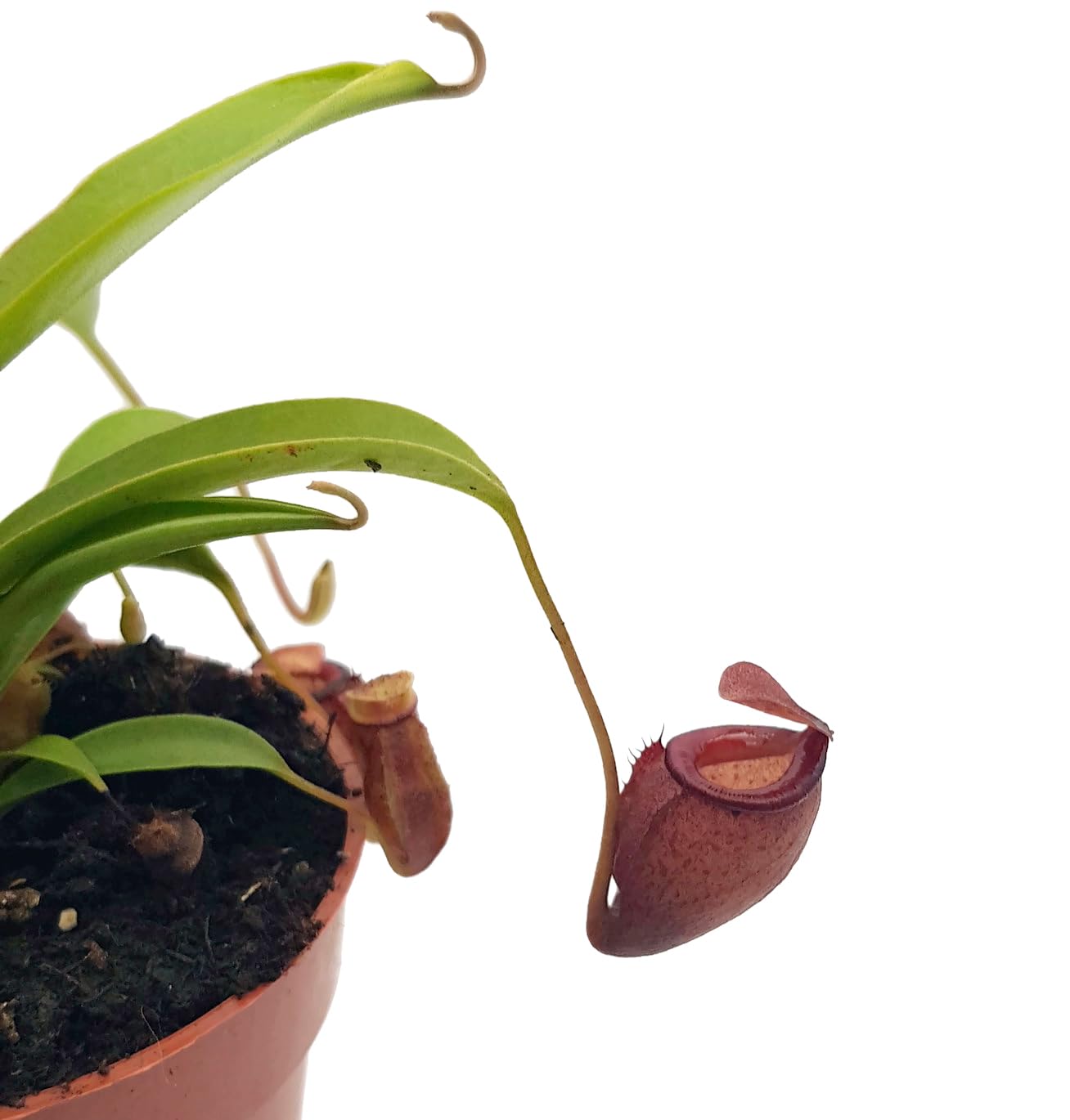 Nepenthes flava - exotische Kannenpflanze im Ø 9 cm Topf - seltene fleischfressende Pflanze - beliebte Karnivore
