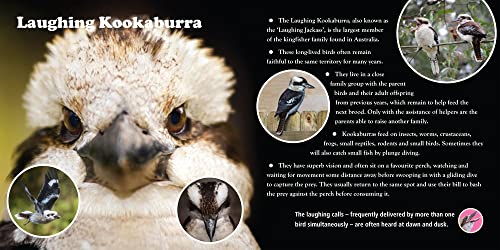 A First Book of Australian Backyard Bird Songs (sound books) - Image 3