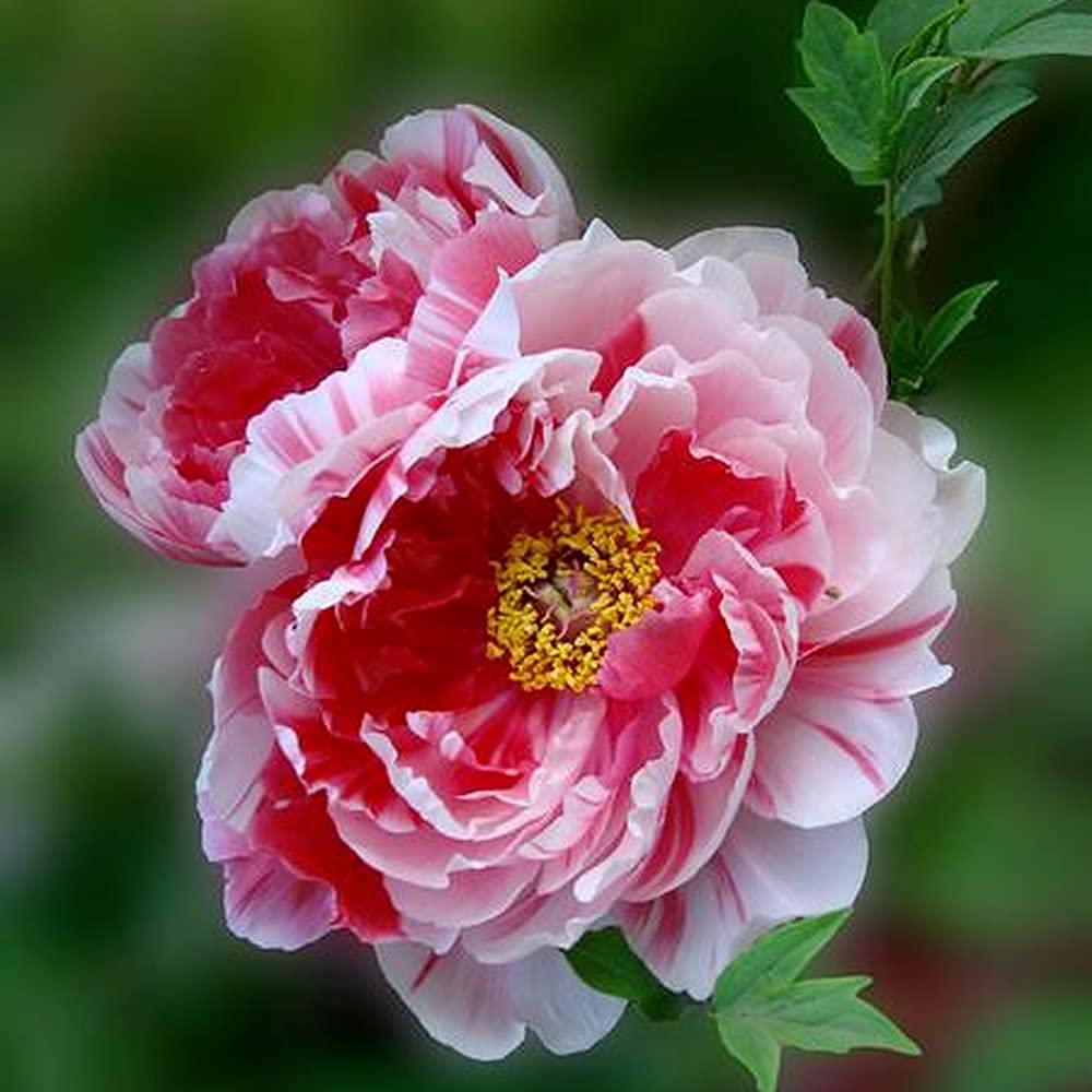 4 Bulbi Di Peonia Albero Paeonia Suffruticosa - Piante Perenni Resistenti Per Giardino O Vaso - Foto 13