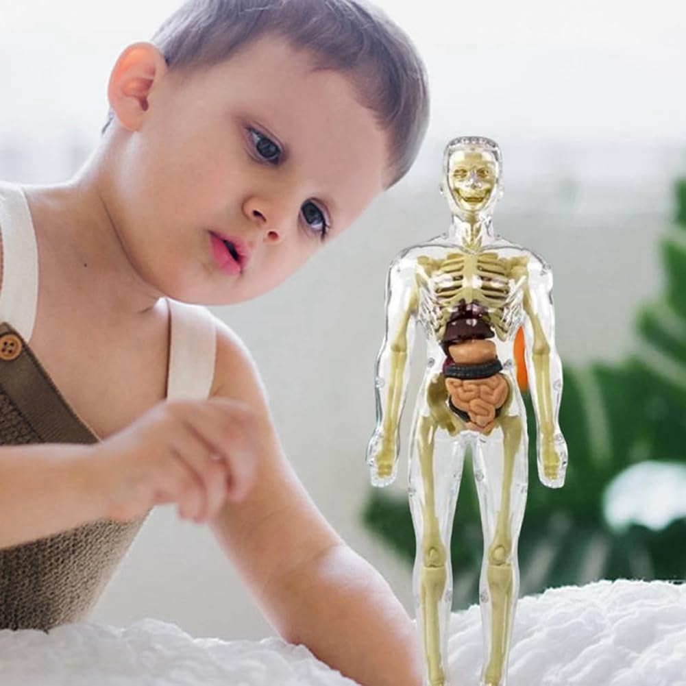 Model anatomiczny tułowia człowieka 3D, szkielet, zabawka szkieletowa, model ciała człowieka, wyjmowane części