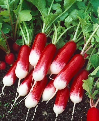 Amazon Com French Breakfast Radish Seeds Raphanus Sativus 3 Grams Approx 300 Gardening Seeds Vegetable Garden Seed Patio Lawn Garden