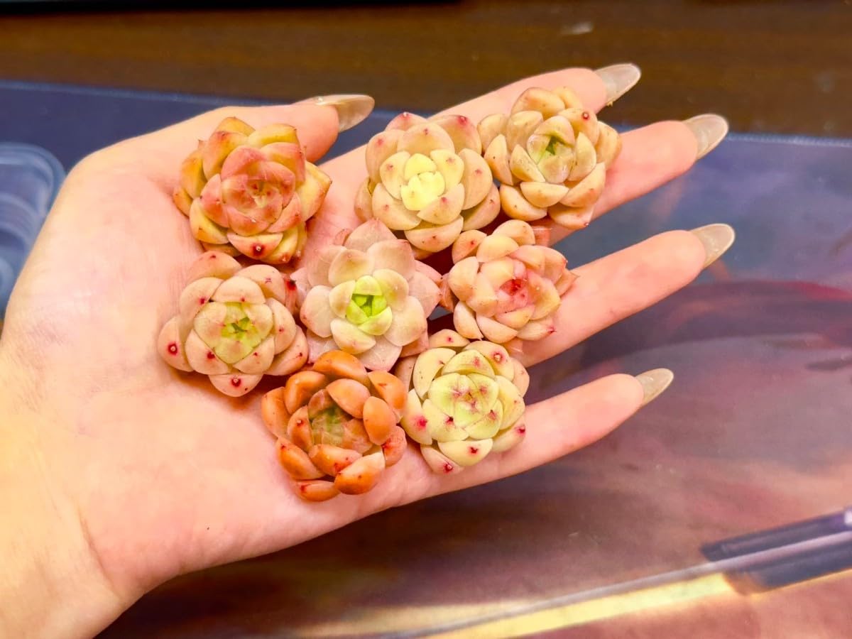 多肉植物 韓国苗 メタファー 発根済み 多肉植物 韓国苗 メタファー 発