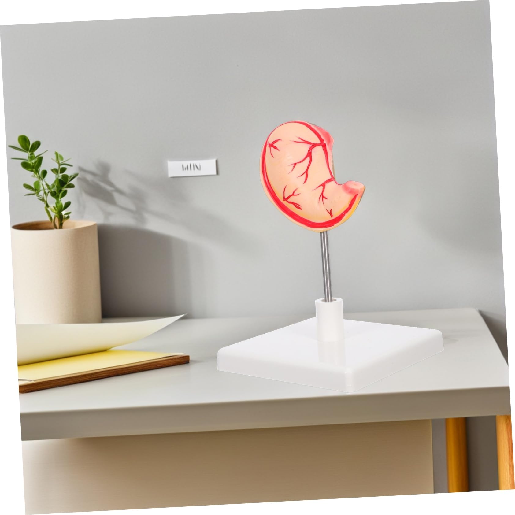 ULTECHNOVO Modello Anatomico Dello Stomaco Per Aula Strumento Didattico Realistico Per e Biologia Materiale Robusto Design Facile Da Montare