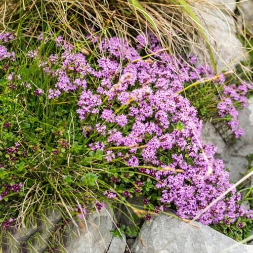 Semi di timo pacciamante, semi di selvatici prato farfalle prato autunnali resistenti timo tappeto, regali per gli amanti del giardino selvatico, 3000pcs