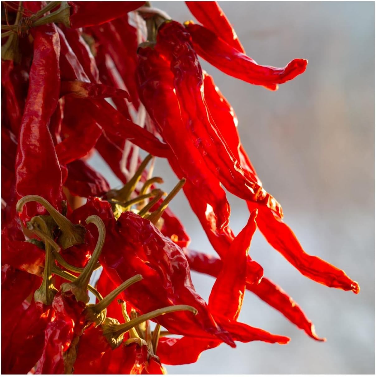 Everwilde Farms - 1 Oz Organic Long Red Cayenne Hot Pepper Seeds - Gold Vault Packet