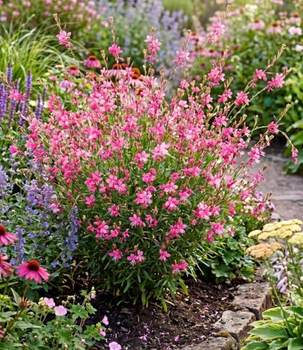 BALDUR Garten 2x Prachtkerze - Gaura Pink Pflanzen im 9x9 cm-Topf winterharte Trendstaude Blüten in Schmetterlingsoptik pflegeleicht ideal für Beet & Kübel bienenfreundlich mehrjährig