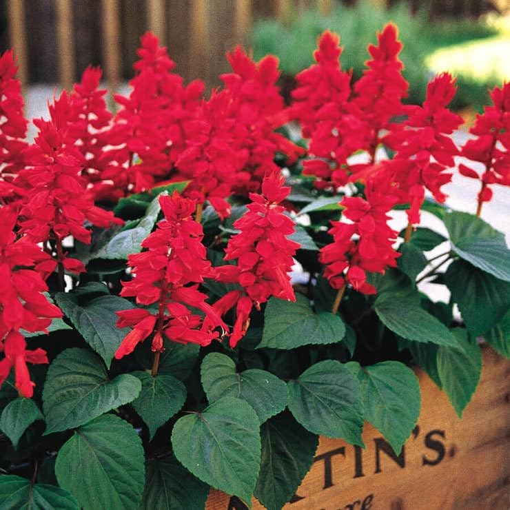 Park Seed Vista Red Salvia Seeds
