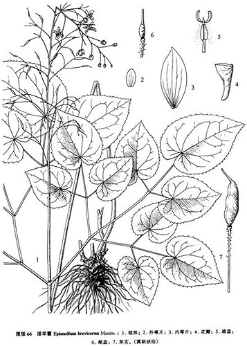 Miniatura 2 de Pureza 98% Icariin Polvo 0.35 oz