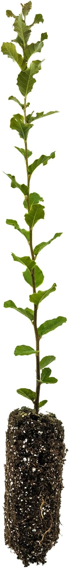 Cork Oak | Medium Tree Seedling | The Jonsteen Company