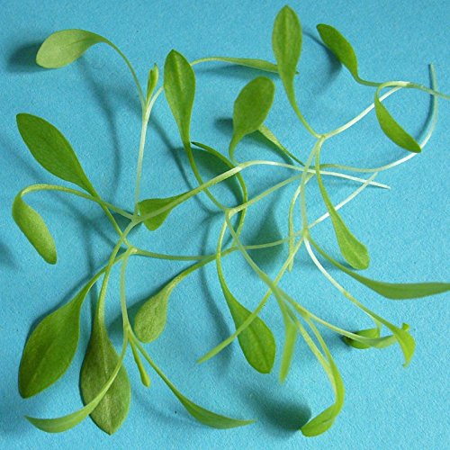 Risala STRIDOLO [SCULPIT] - 6,000 Seeds [Rustic Italian Herb. Modern Ritzy Microleaves]