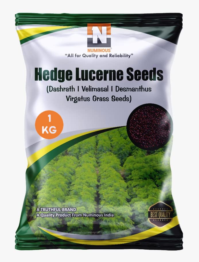 Numinous Hedge Lucerne/Velimasal/Dashrath/Desmanthus Virgatus Grass Fodder Seeds - 1 KG (B098LTKC8V) Amazon Price History, Amazon Price Tracker