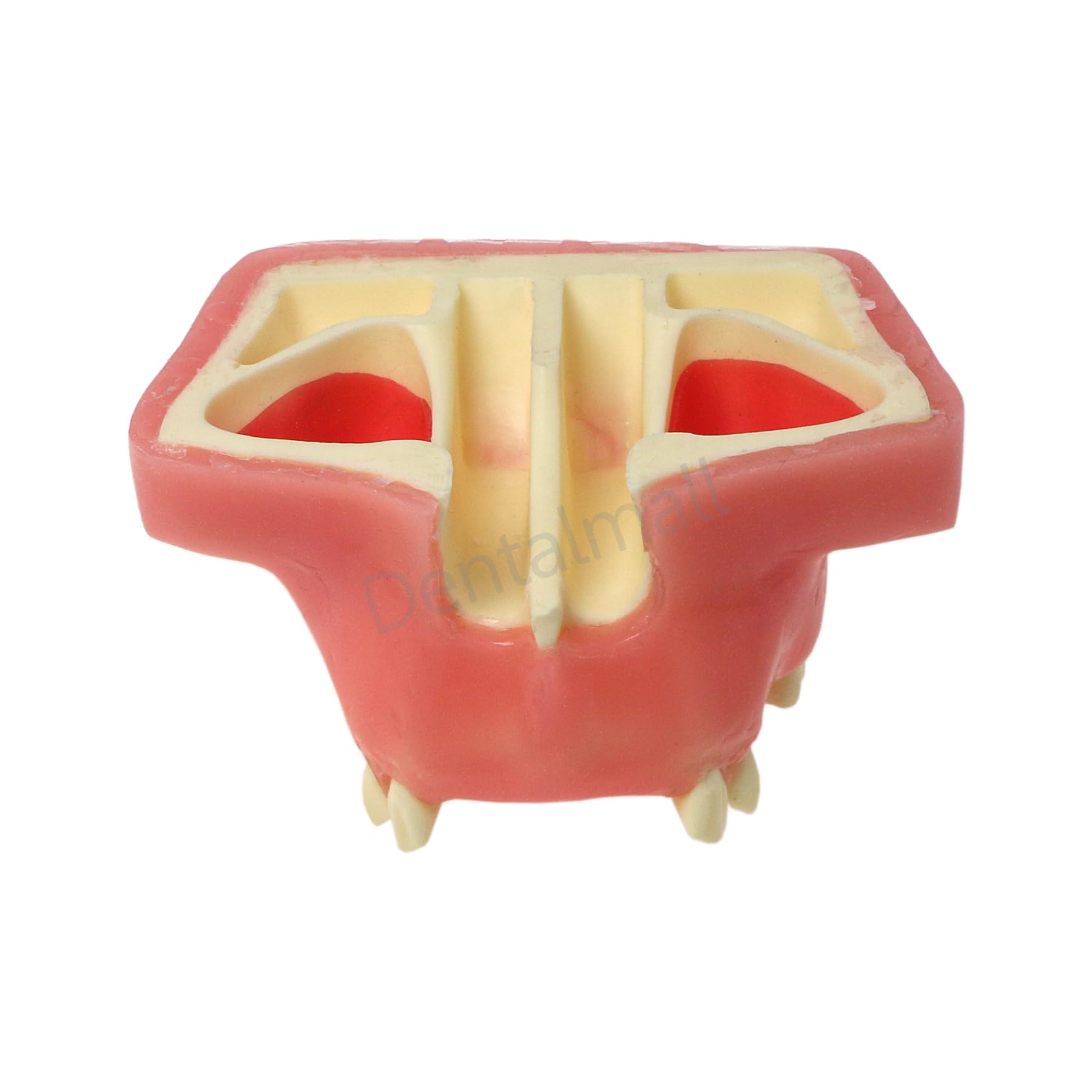 Dental Maxillary Sinus Lift Practice Teach Teeth Model M2039