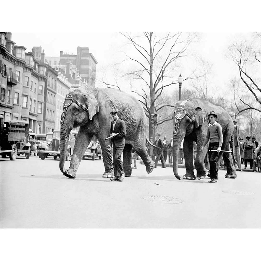 Wee Blue Coo Circus Vintage Photography Elephant City Boston USA Parade Art Print Poster Wall Decor 12X16 Inch