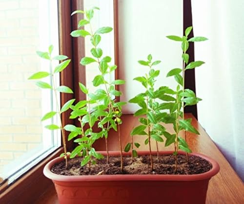 Miniatura 5 de 60 Semillas de Granada Semillas de Frutos Rojos Punica Granatum Bonsai Megranate