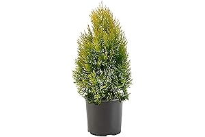 Shrub Forever Goldy Arborvitae