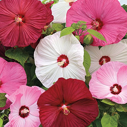 Park Seed Luna Mix Hibiscus Seeds