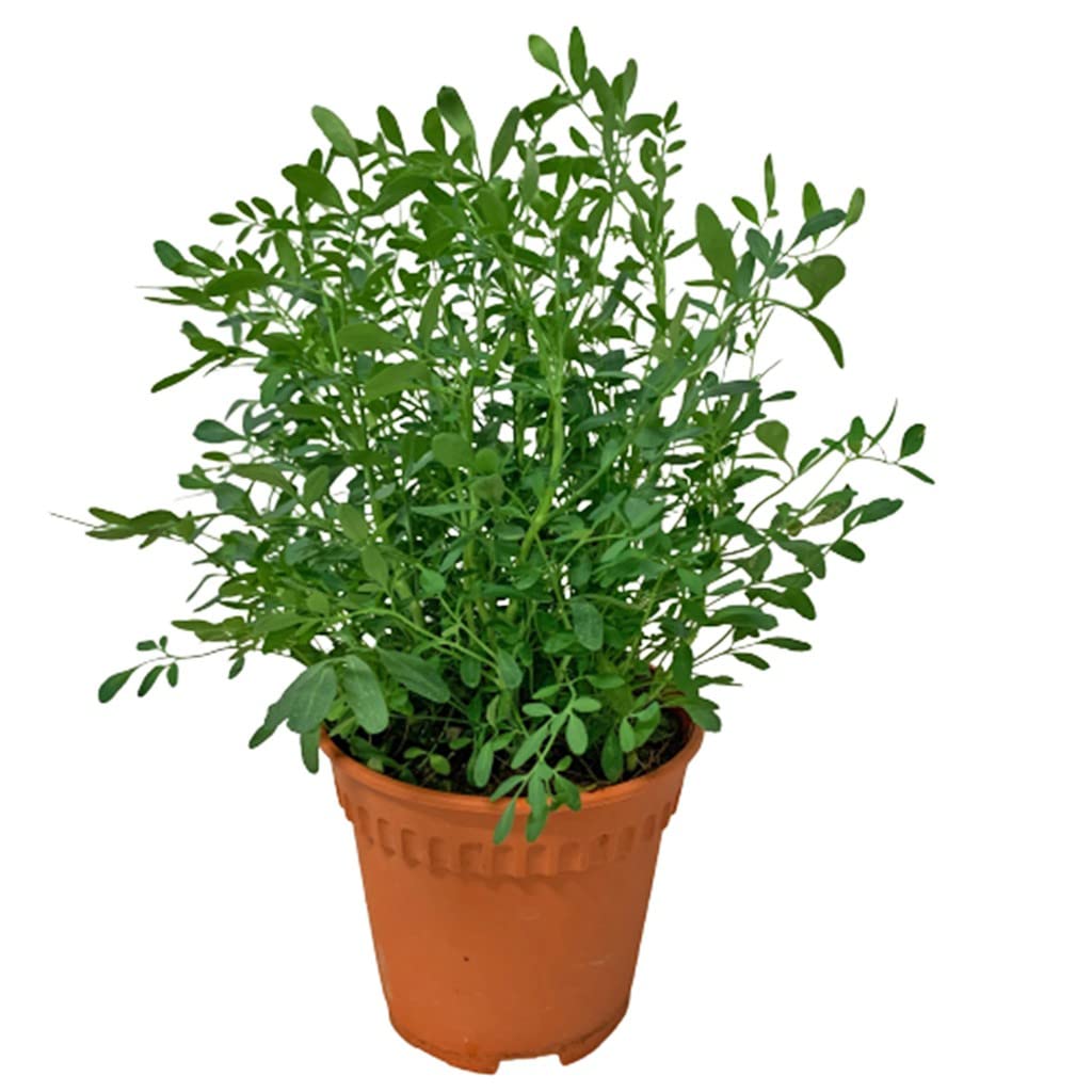 DECOALIVE Ruda Planta Mágica Protección para el Hogar Planta Natural