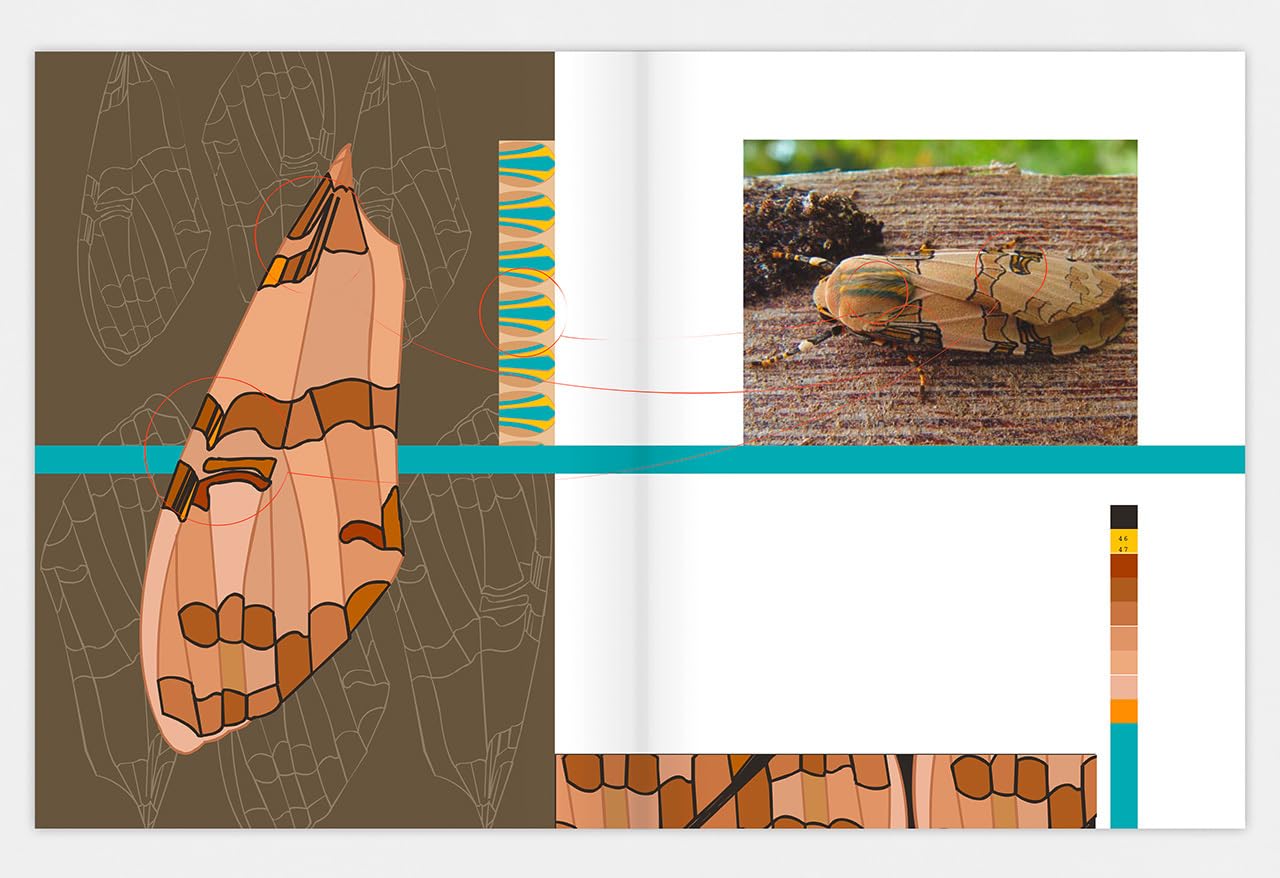 Pachanga. Grafikdesign-Inspirationen aus dem cloud forest.