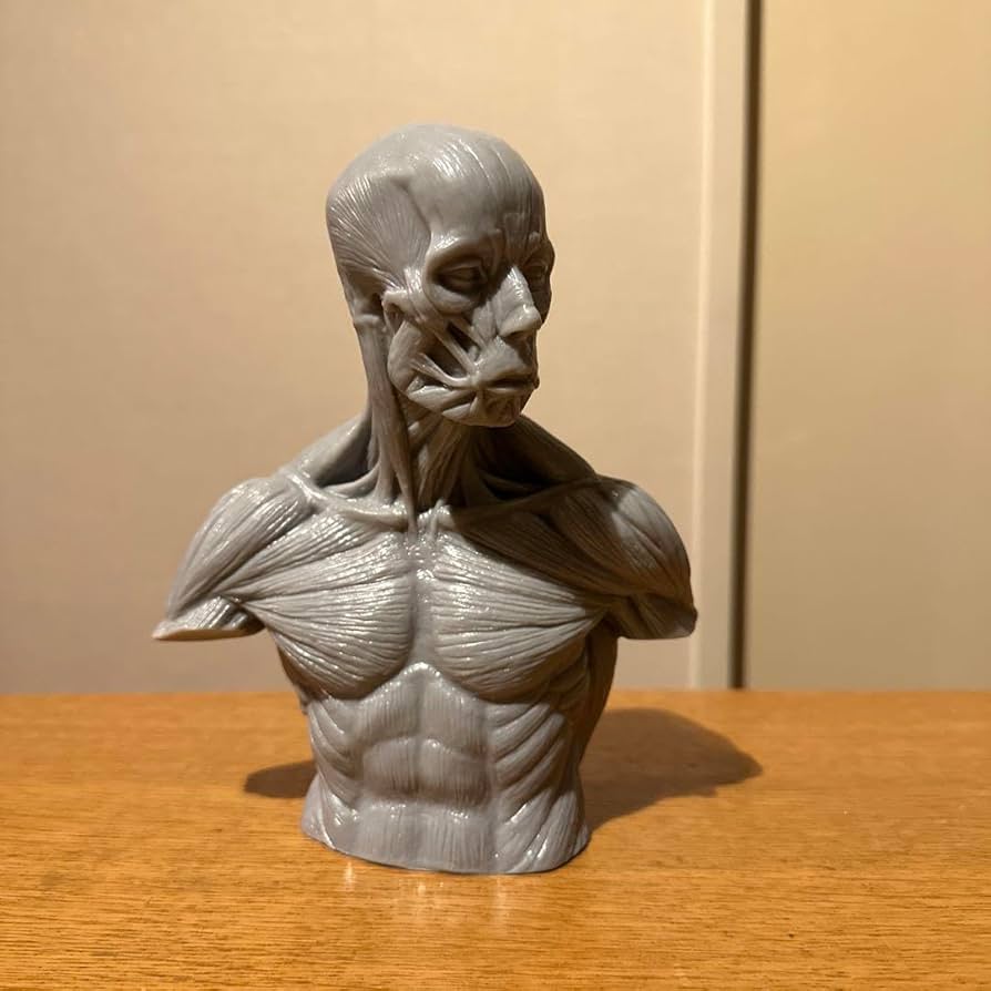 Amazon.co.jp: 海洋堂 片桐裕司 アナトミー胸像 彫刻 上半身アナトミー