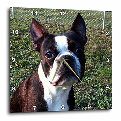 3dRose dpp_49296_3 Boston Terrier Portrait-Wall Clock, 15 by 15-Inch