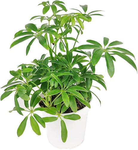 Miniatura 7 de Schefflera Arboricola - Árbol de paraguas enano (maceta de cultivo de 6 pulgadas) - Planta de interior tropical - Planta de interior baja luz y