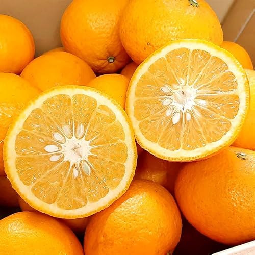 みかん 20kg」の人気商品一覧 | 安い商品を通販サイトから探す - 価格.com
