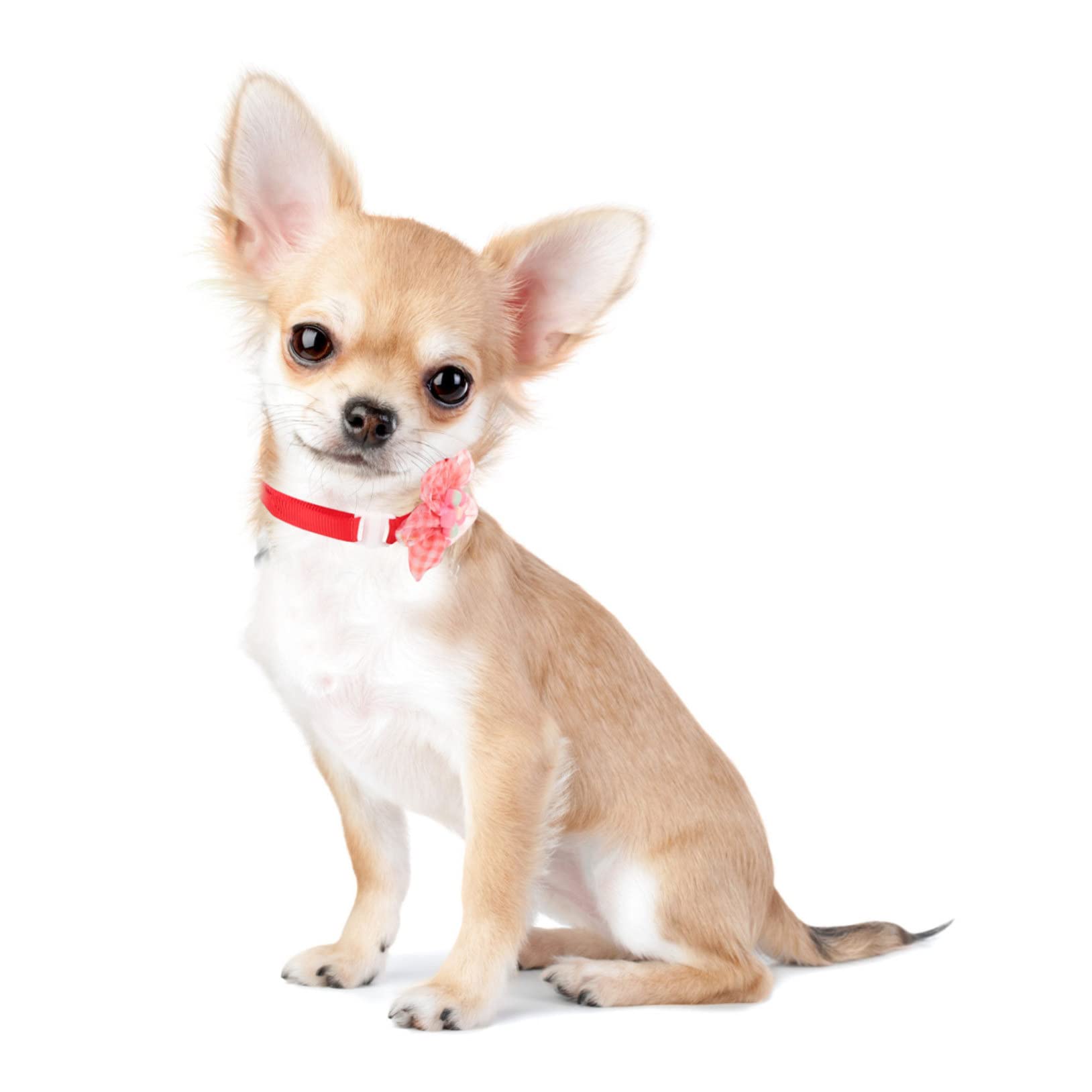 Yardwe 30pièces Collier pour Animaux De Compagnie avec Accessoires De Fête pour Et Chiens De Petite