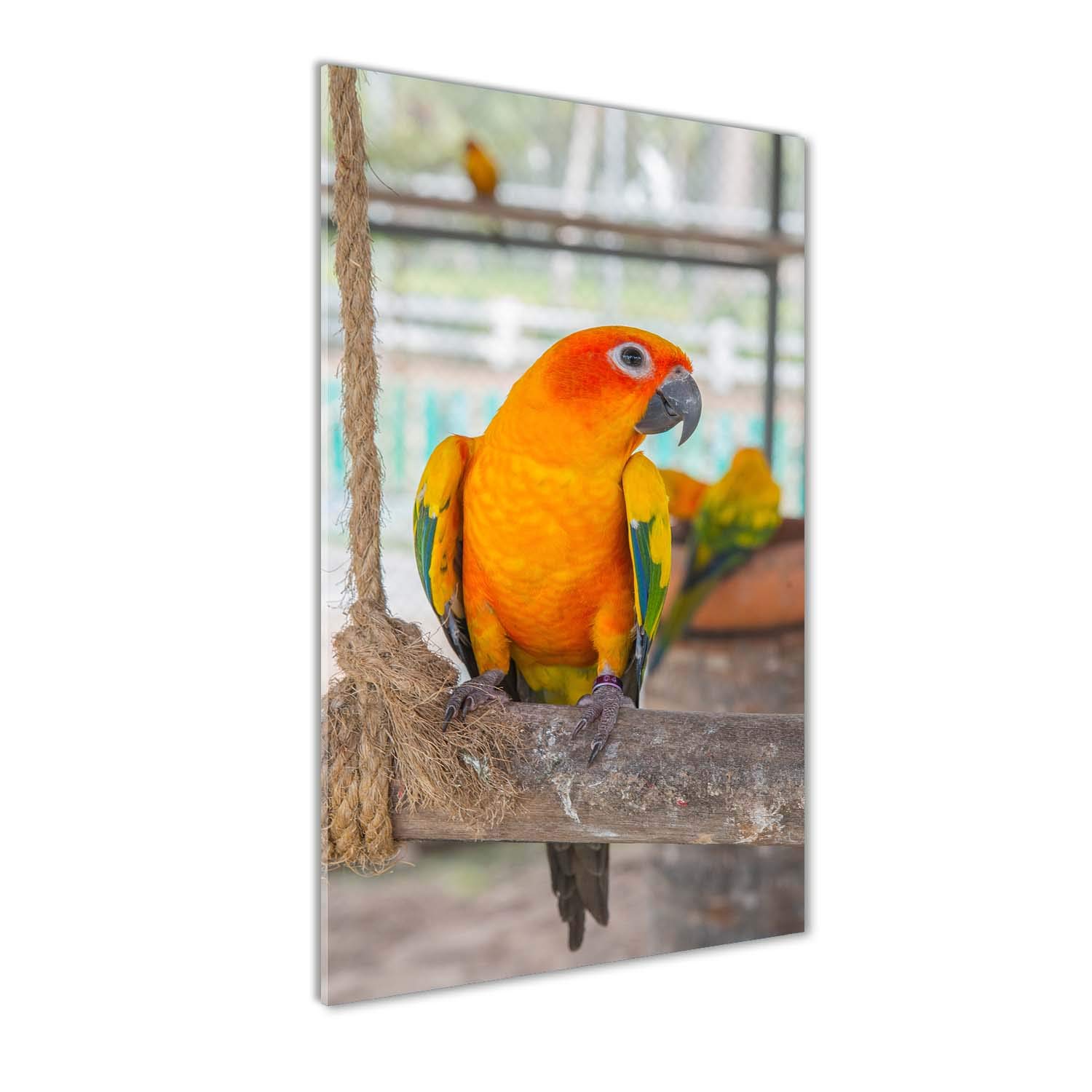 Tableaux pour la mur perroquet plexiglas contre murs ternes