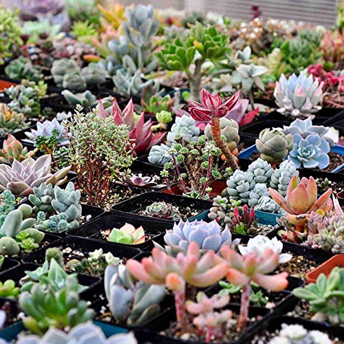 YESZ Sementes de Plantas, Sementes de Flores, 400Pcs Sementes Suculentas Mistos Lithops Rare Pedras