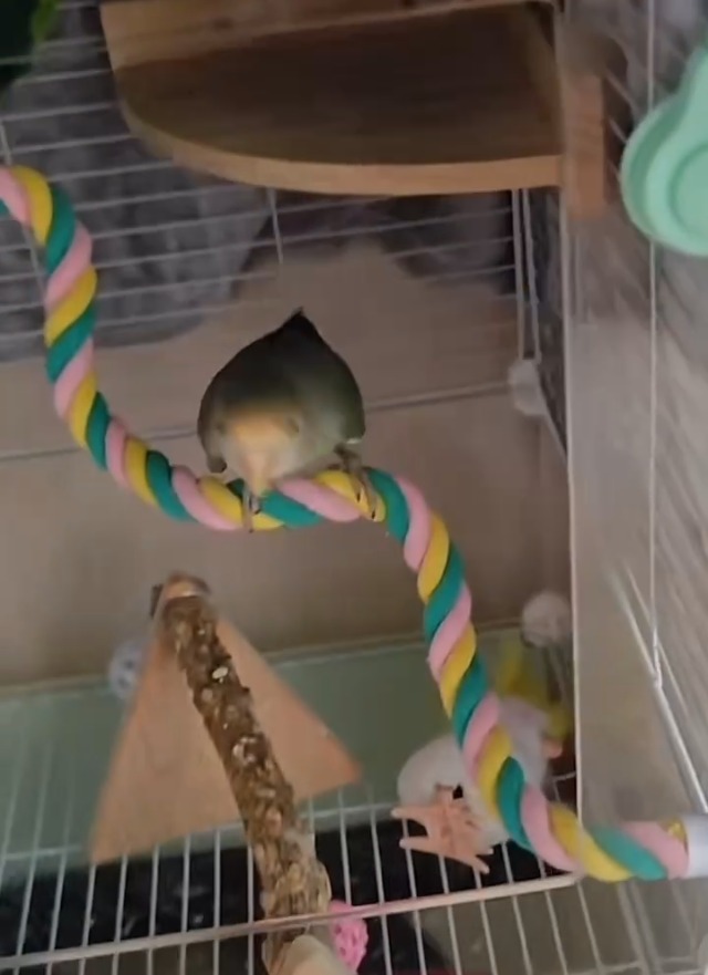 【kana】ローパーチ、止まり木セット Amazon | 止まり木 ロープパーチ 【2本セット】 24.5CM/41.5CM