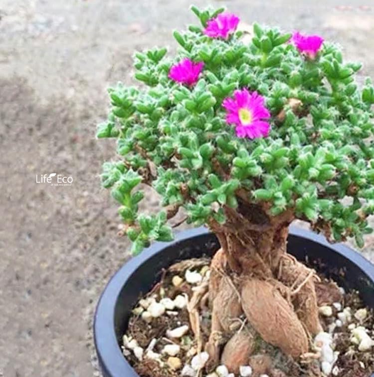 Amazon.co.jp: 塊根植物 トリコディアデマ・ブルボスム（紅姫小松