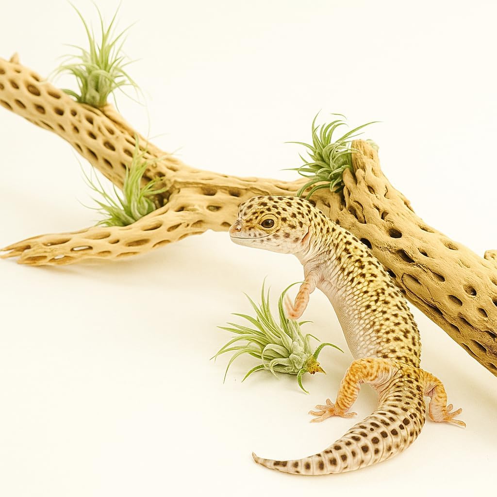 Koyal Wholesale 18-20" Cholla Wood Aquarium Leopard Gecko Tank Accessories Untreated Large Driftwood for Aquarium Wood Hermit Crab Accessories Drift Wood for Shrimp Tank Gecko Accessories