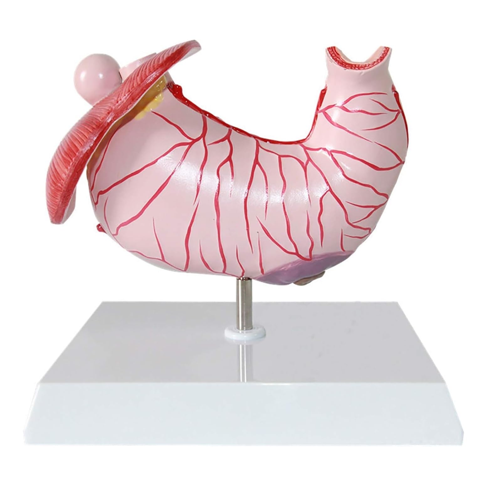 Model Człowieka Model Anatomiczny Ludzkiego Układu Trawiennego Żołądka Dla Lekarzy Medyczne Narzędzia Dydaktyczne Anatomia