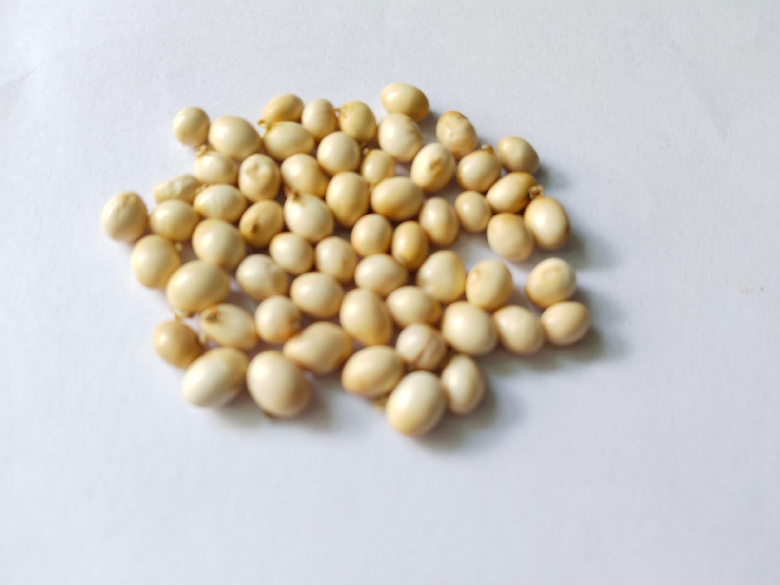 Natural White Gunja Beads | வெள்ளை குண்டுமணி | 25 Count-image-22
