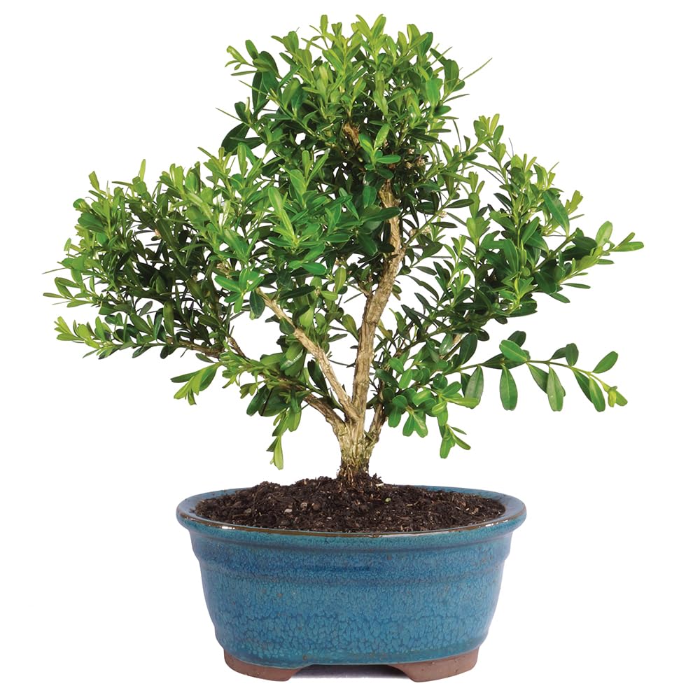 Brussel's Live Harland Boxwood Outdoor Bonsai Tree - 3 Years Old; 6" to 8" Tall with Decorative Container